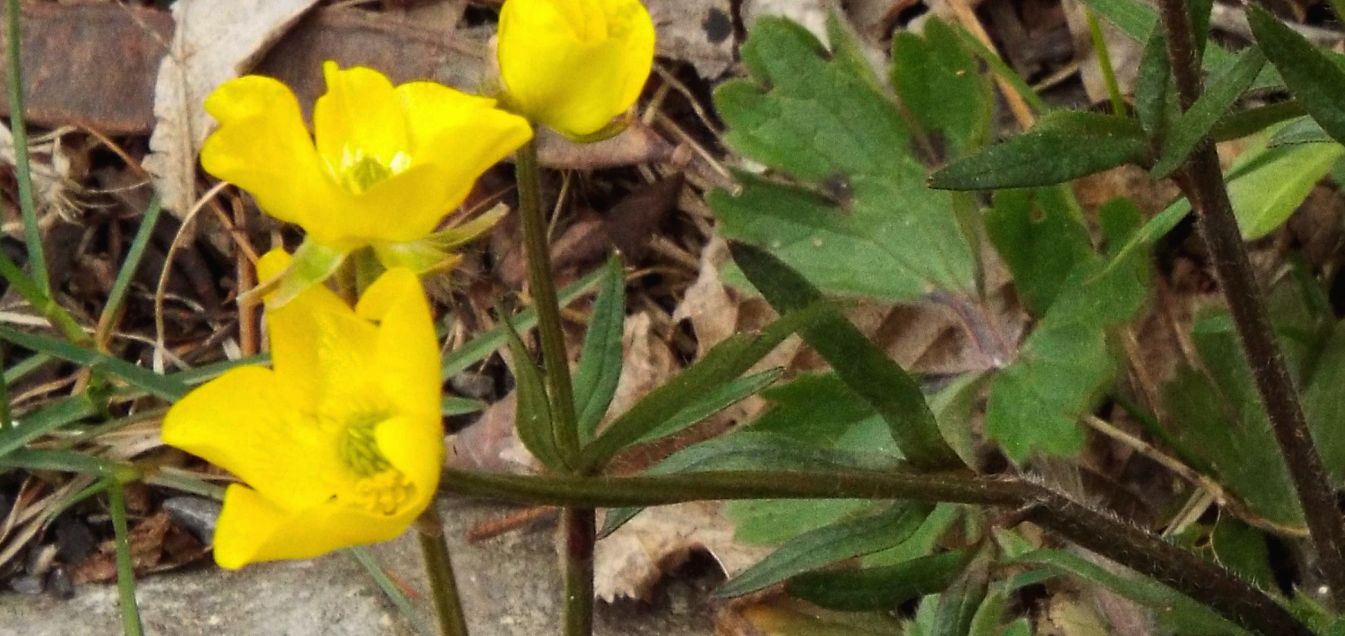 Ranuncolo da id.:  cfr. Ranunculus gr. montanus