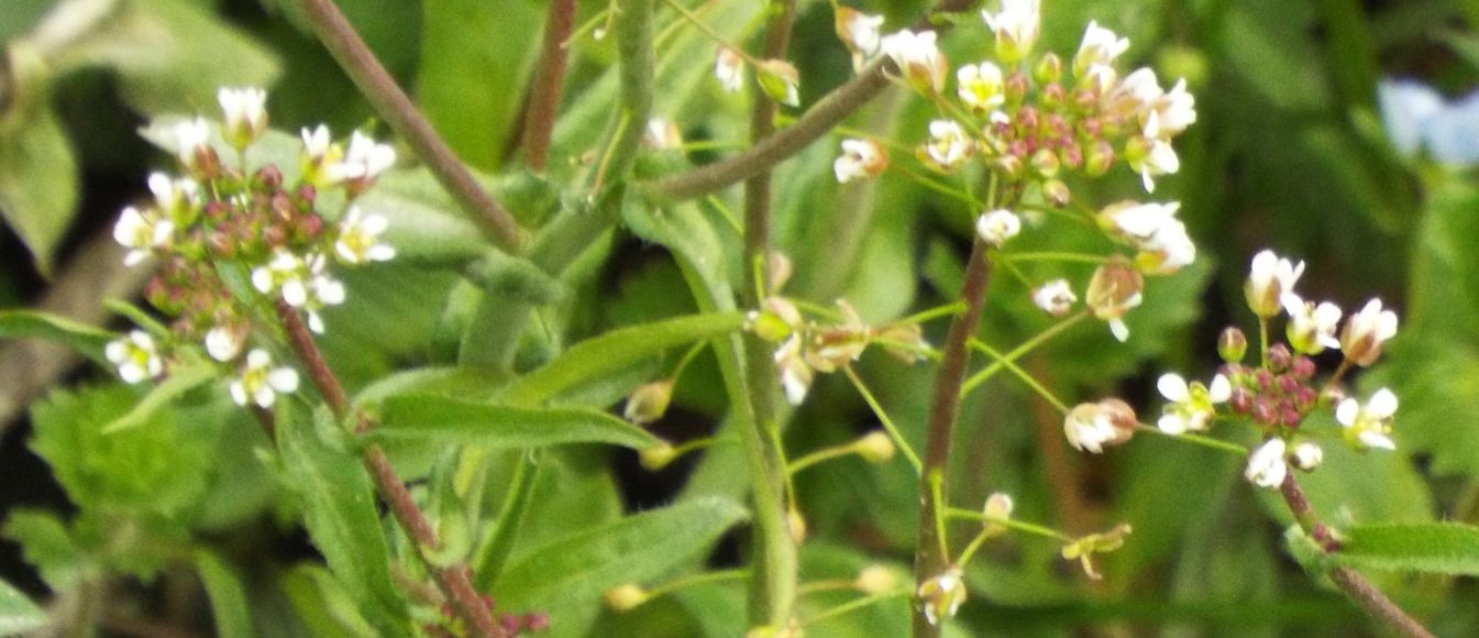 Capsella rubella  (Brassicaceae)