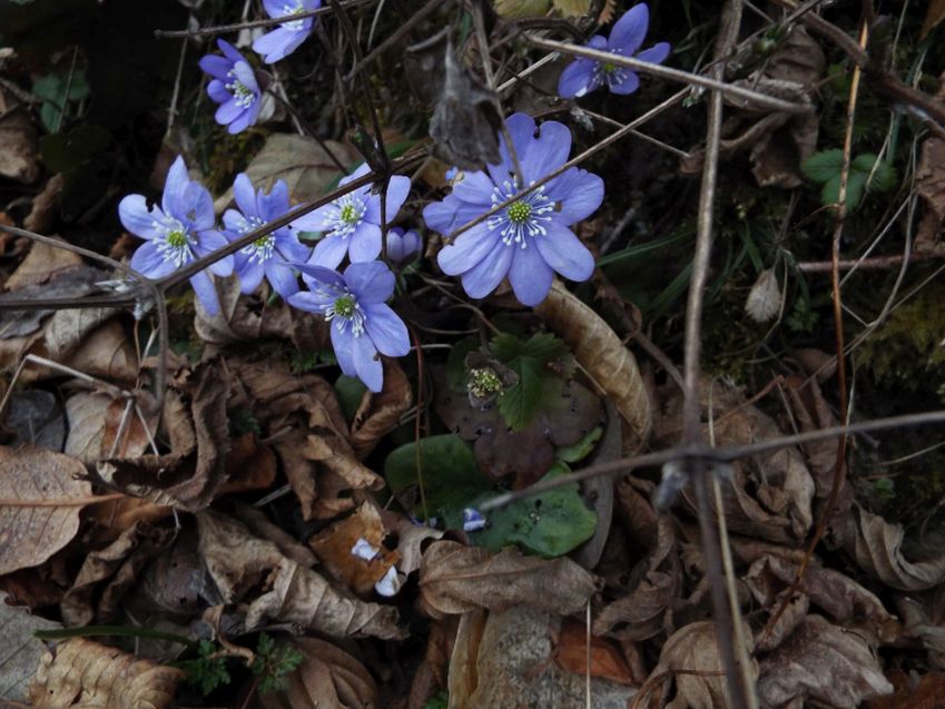 Hepatica nobils (e Primula vulgaris)