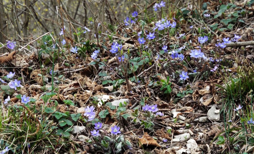 Hepatica nobils (e Primula vulgaris)