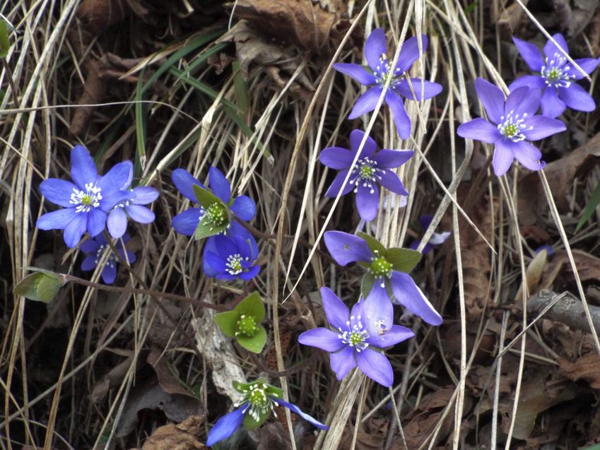 Hepatica nobils (e Primula vulgaris)