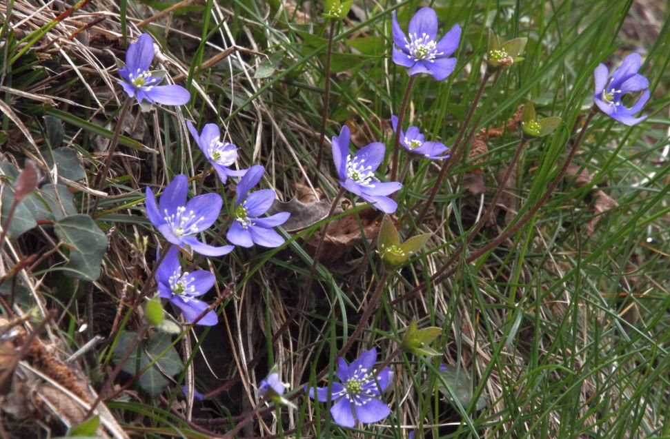 Hepatica nobils (e Primula vulgaris)