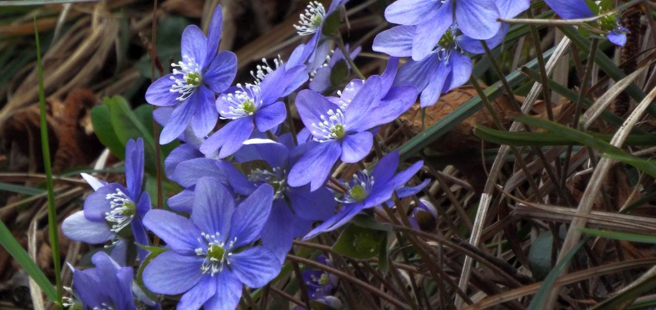 Hepatica nobils (e Primula vulgaris)