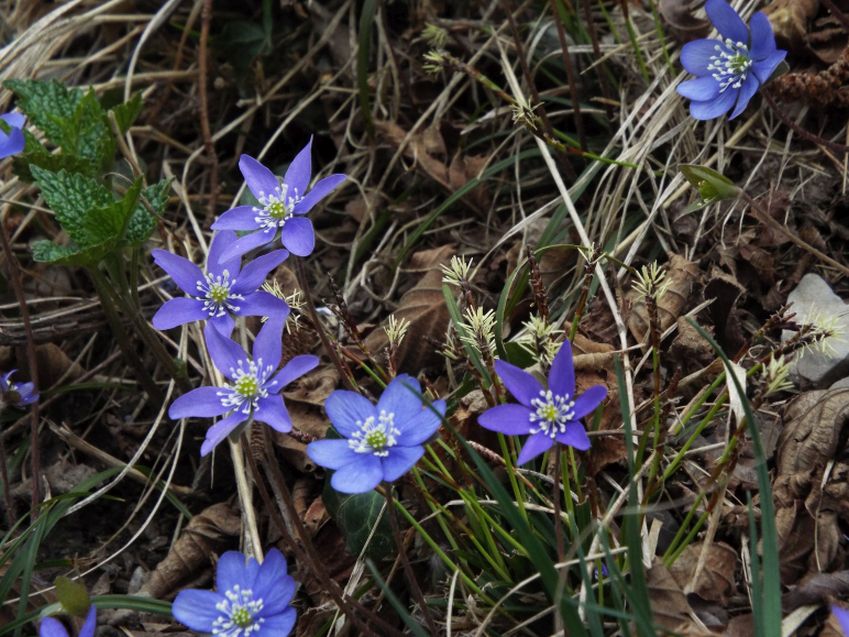 Hepatica nobils (e Primula vulgaris)