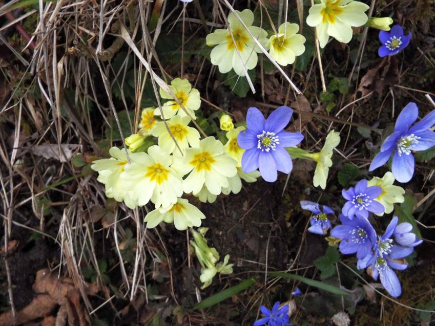 Hepatica nobils (e Primula vulgaris)