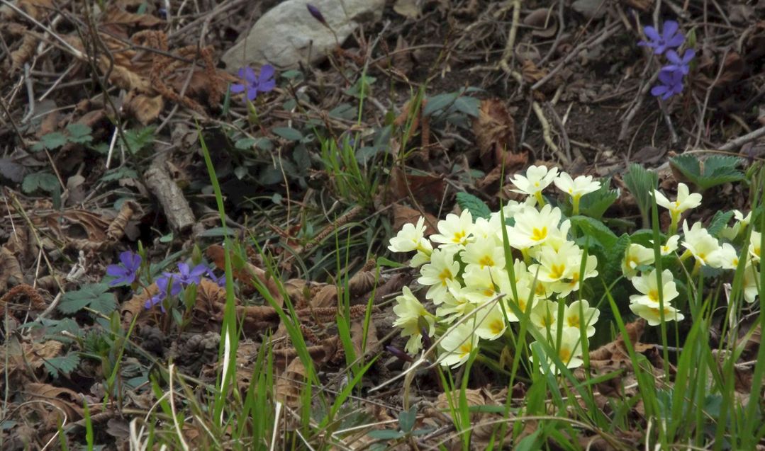 Vinca minor
