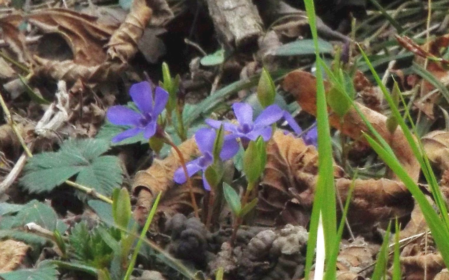 Vinca minor