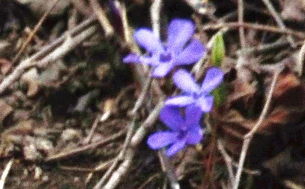 Vinca minor