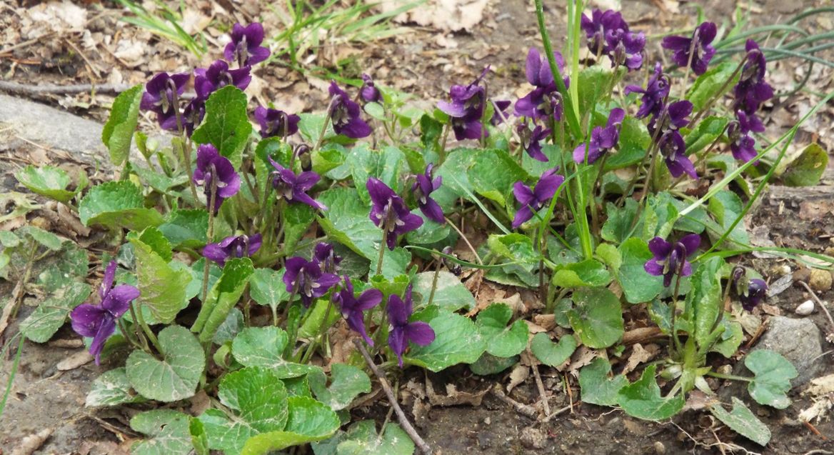 Altra Viola da id.:  Viola odorata