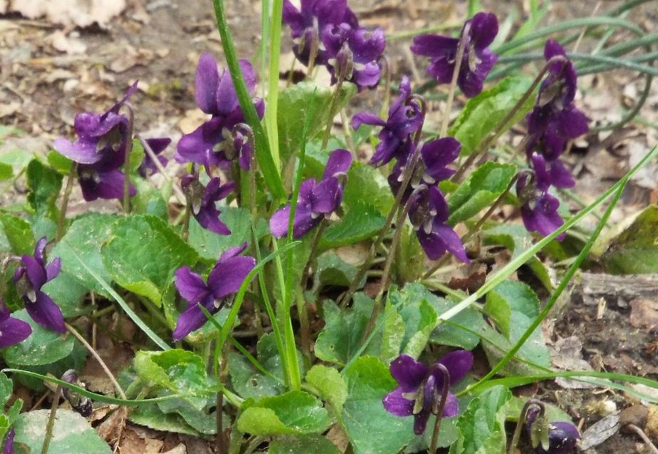 Altra Viola da id.:  Viola odorata