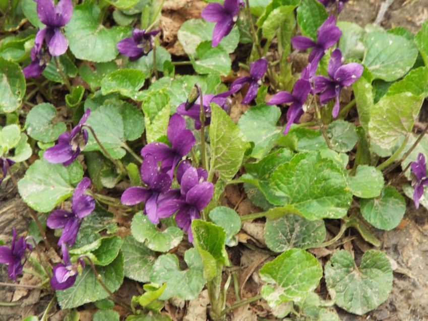 Altra Viola da id.:  Viola odorata