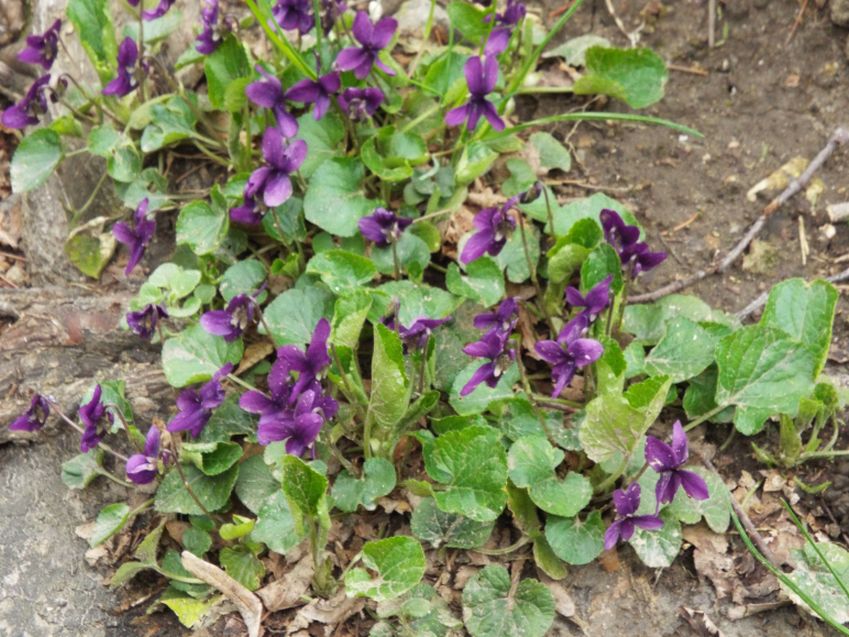 Altra Viola da id.:  Viola odorata