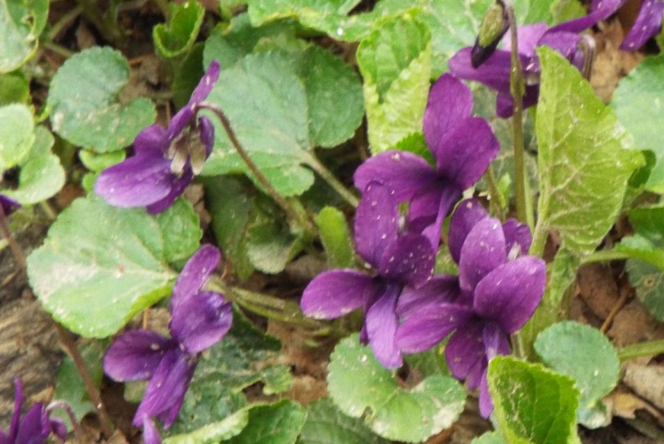 Altra Viola da id.:  Viola odorata