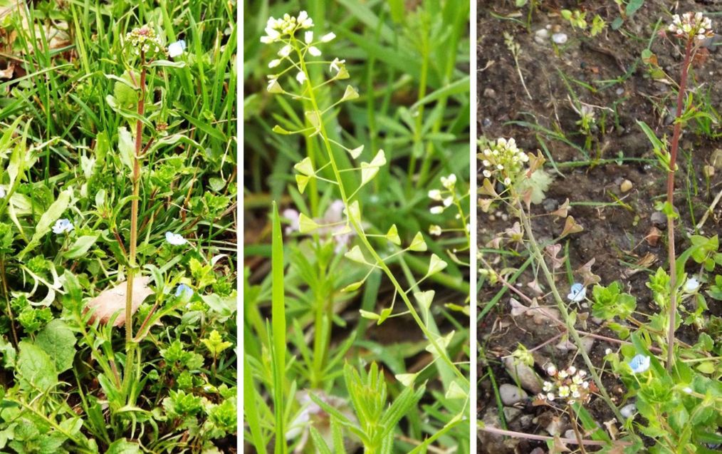 Capsella rubella  (Brassicaceae)