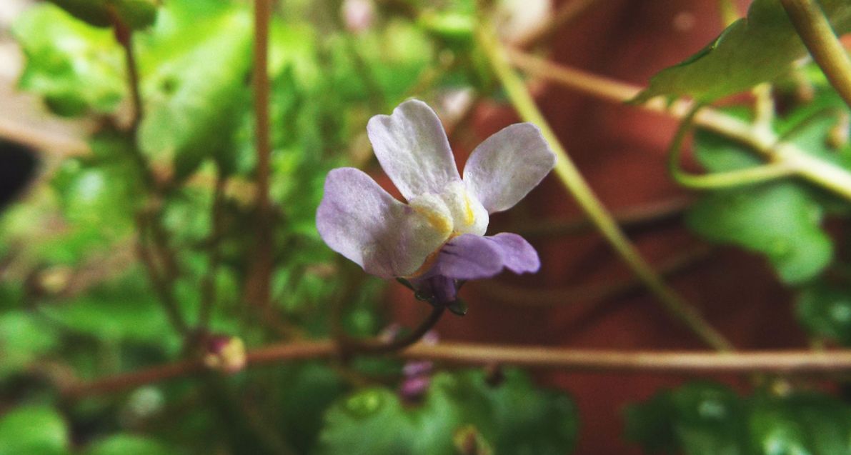 Sul balcone (segue): la Cymbalaria muralis