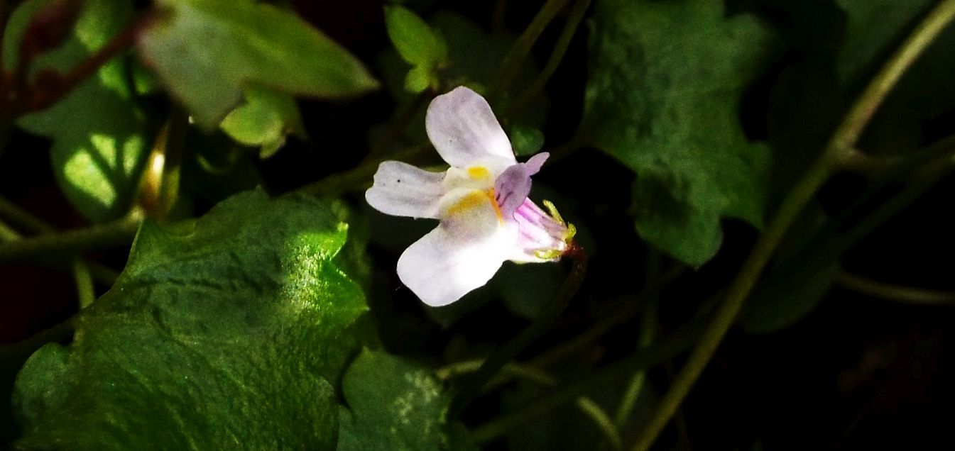 Sul balcone (segue): la Cymbalaria muralis