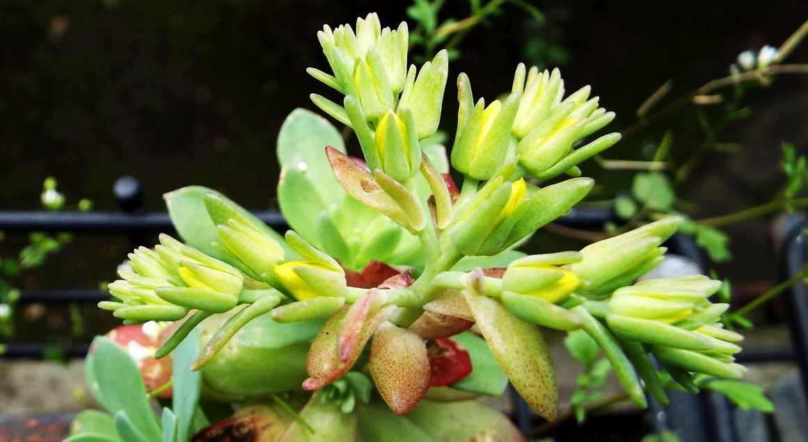 Sul balcone (segue): il Sedum palmeri