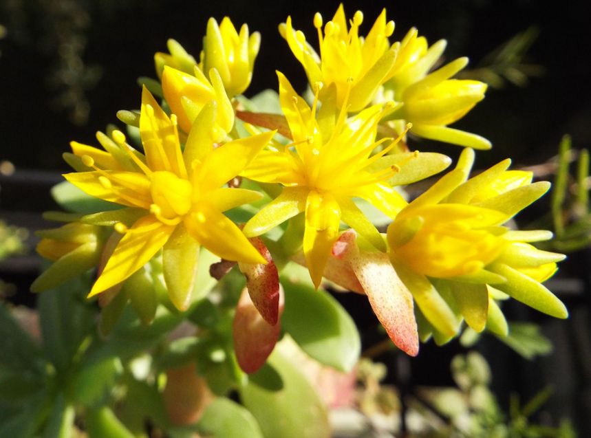 Sul balcone (segue): il Sedum palmeri