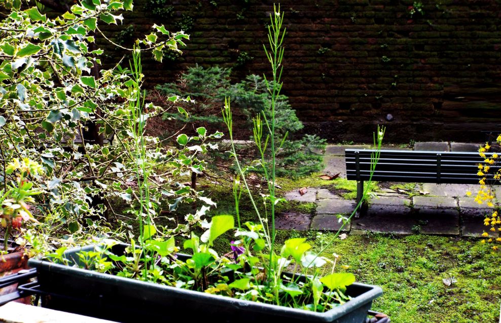 Sul balcone (segue): la Cardamine hirsuta