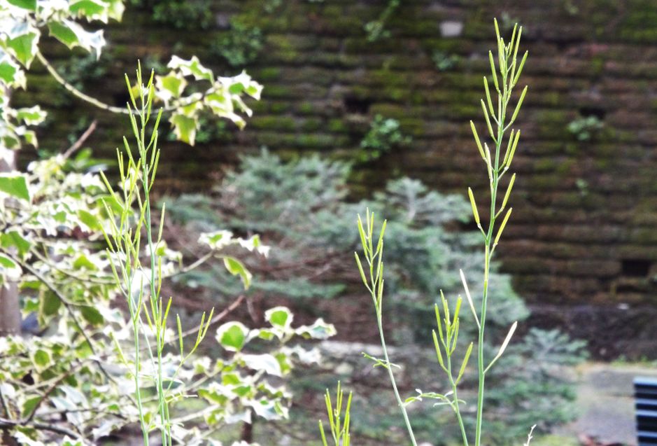 Sul balcone (segue): la Cardamine hirsuta