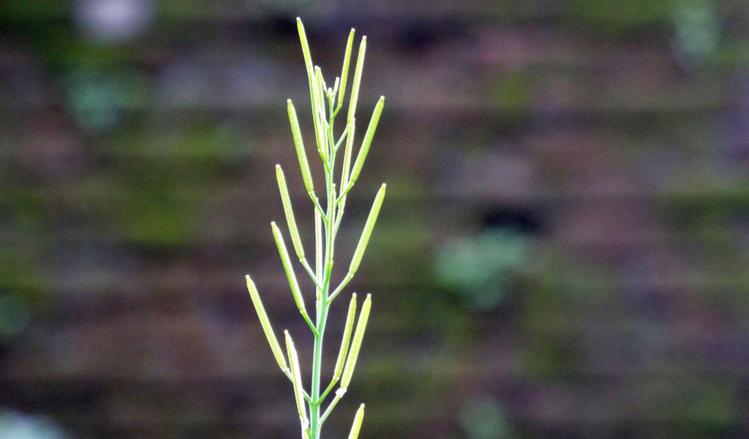 Sul balcone (segue): la Cardamine hirsuta