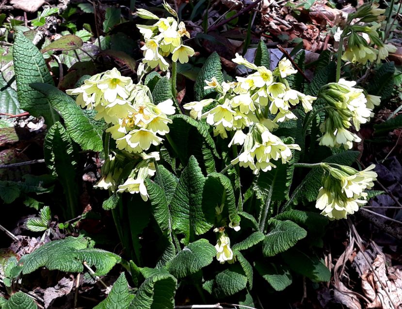 Quale primula?  Primula elatior