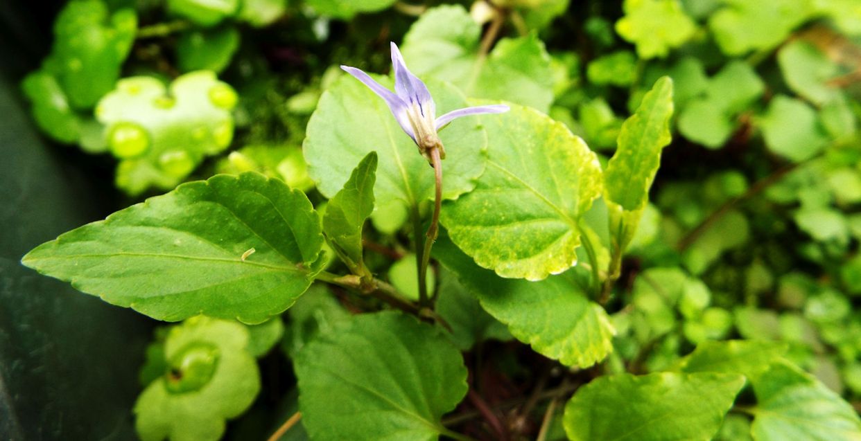 Sul balcone (segue): Viola reichenbachiana...anomala?