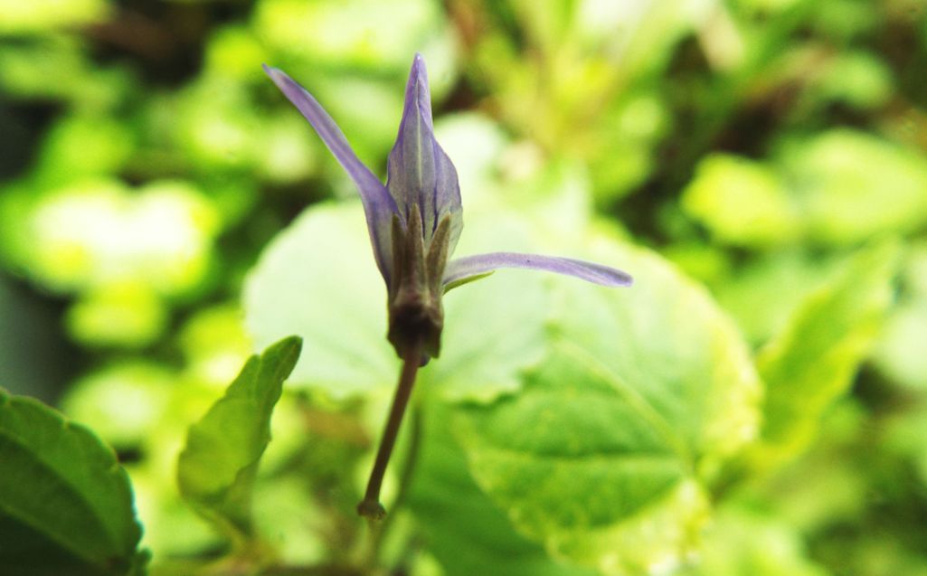 Sul balcone (segue): Viola reichenbachiana...anomala?