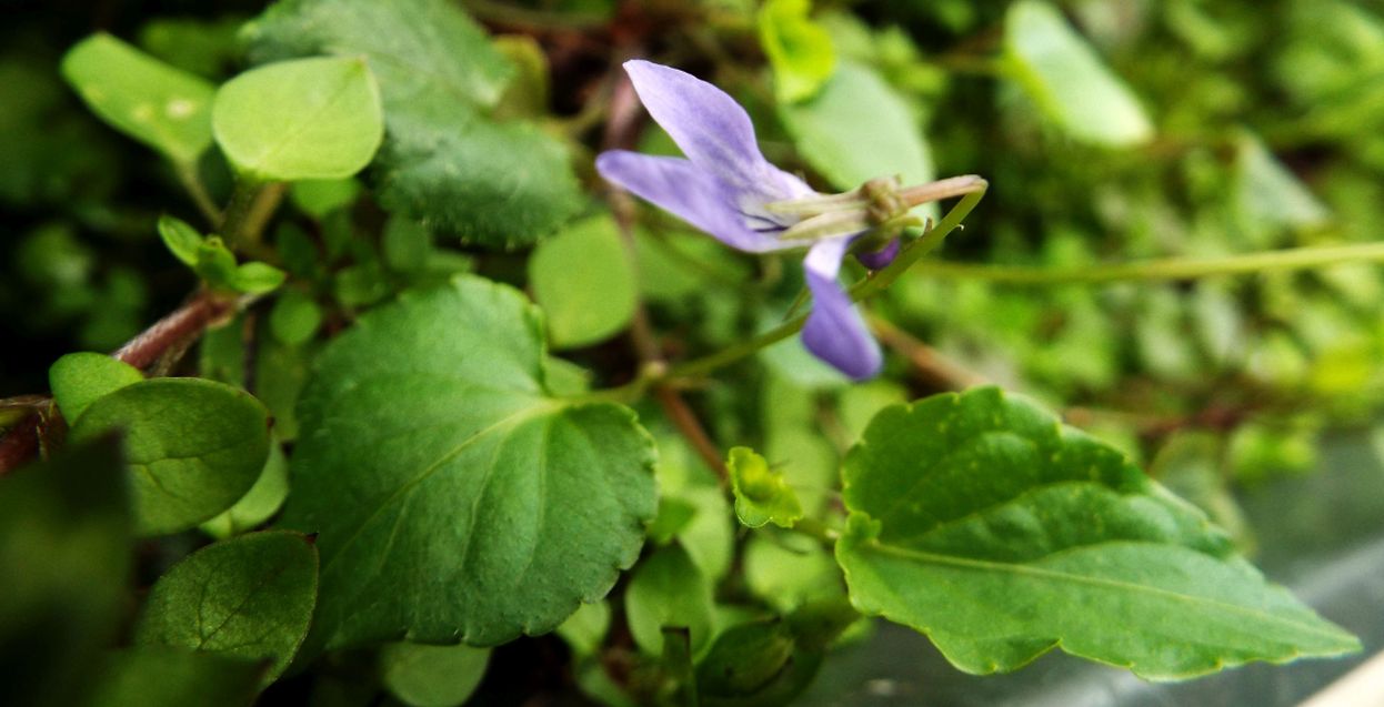 Sul balcone (segue): Viola reichenbachiana...anomala?