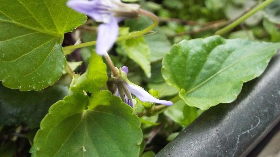 Sul balcone (segue): Viola reichenbachiana...anomala?