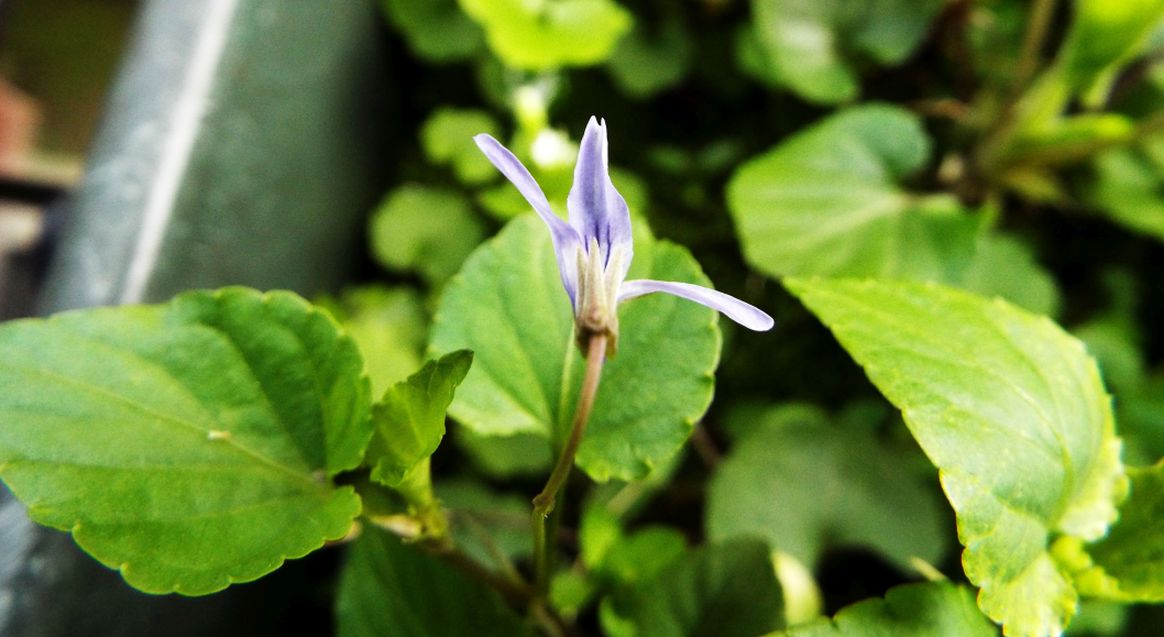 Sul balcone (segue): Viola reichenbachiana...anomala?