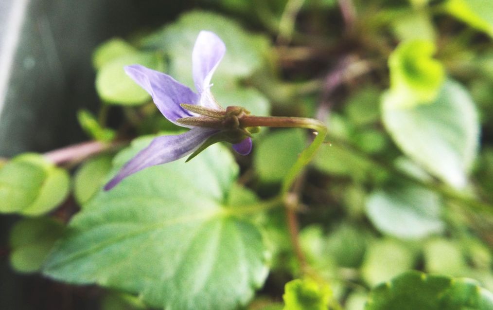 Sul balcone (segue): Viola reichenbachiana...anomala?