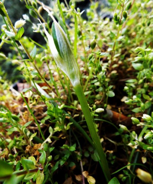 Sul balcone (segue):  era un Ornithogalum!