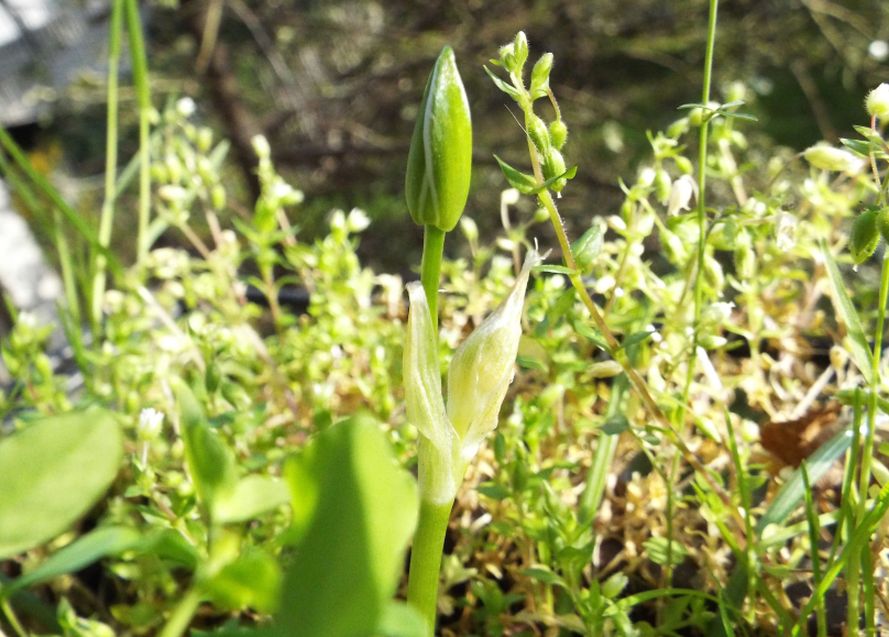 Sul balcone (segue):  era un Ornithogalum!