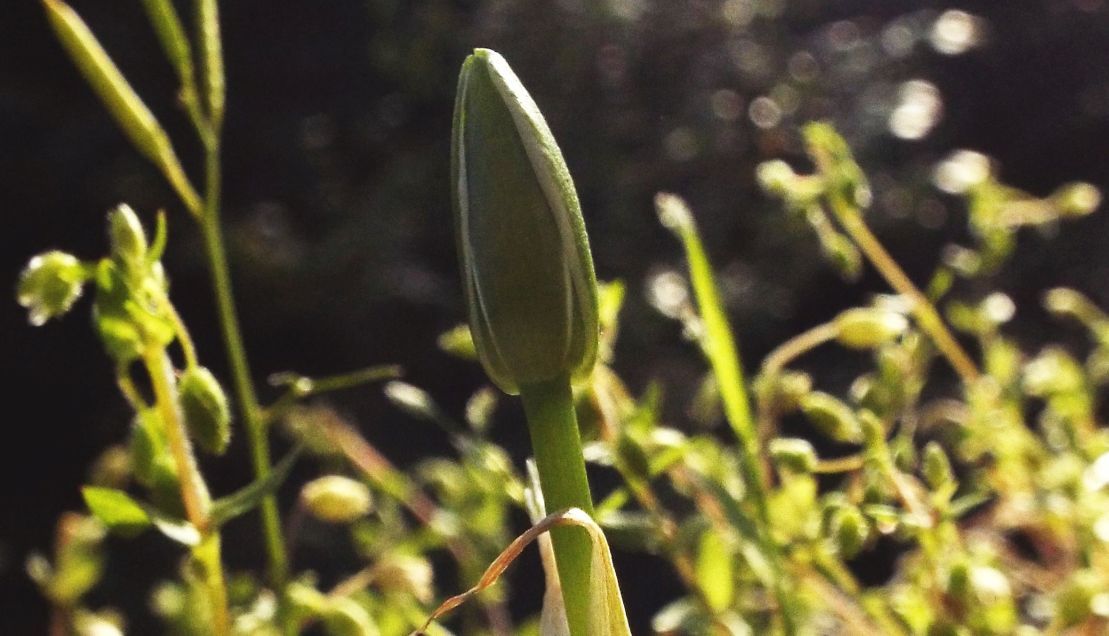 Sul balcone (segue):  era un Ornithogalum!