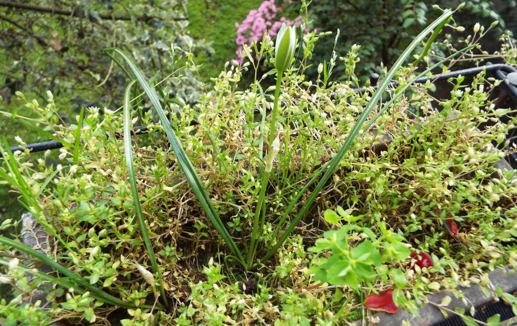 Sul balcone (segue):  era un Ornithogalum!