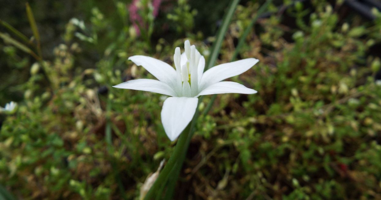 Sul balcone (segue):  era un Ornithogalum!