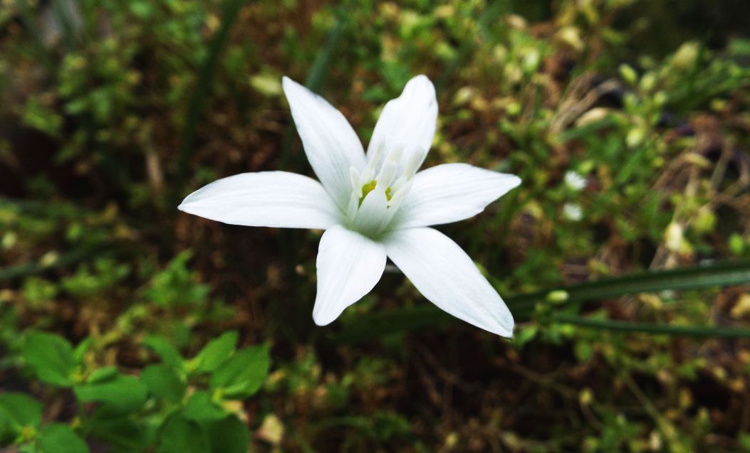 Sul balcone (segue):  era un Ornithogalum!