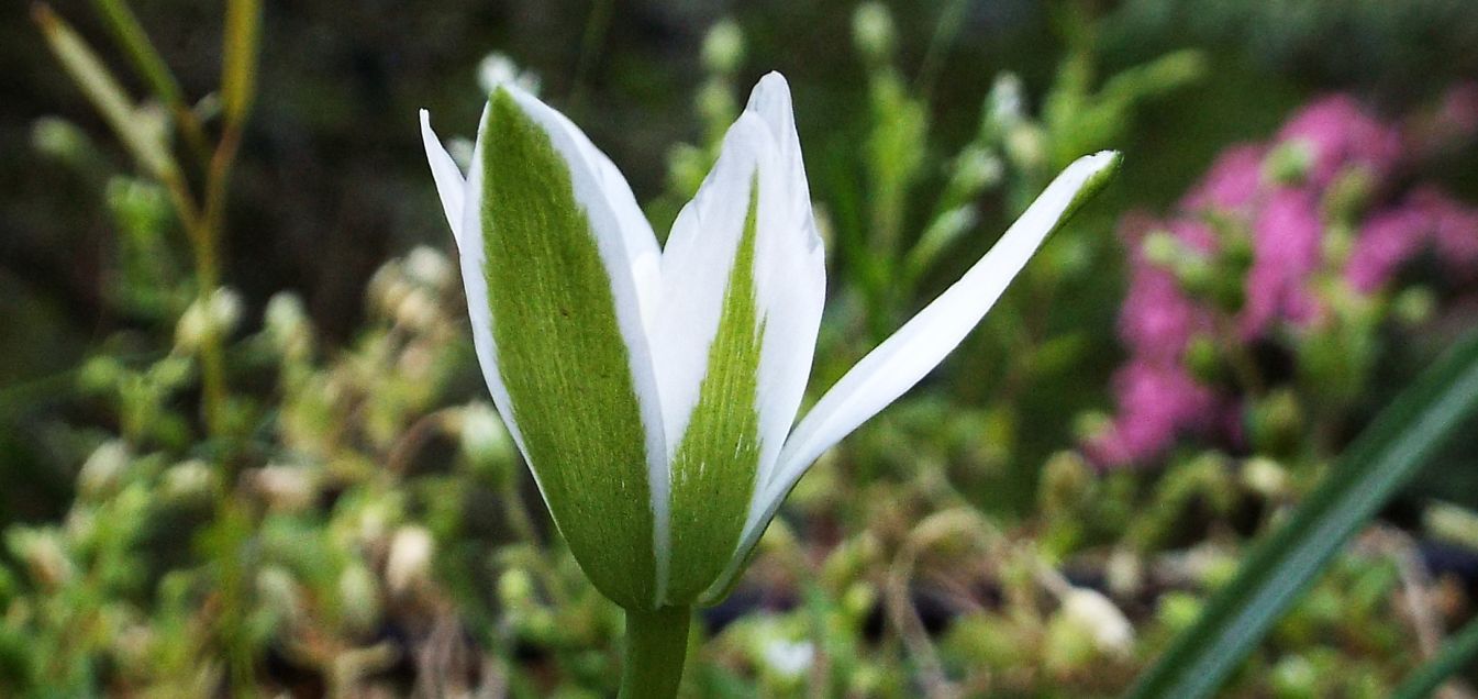 Sul balcone (segue):  era un Ornithogalum!