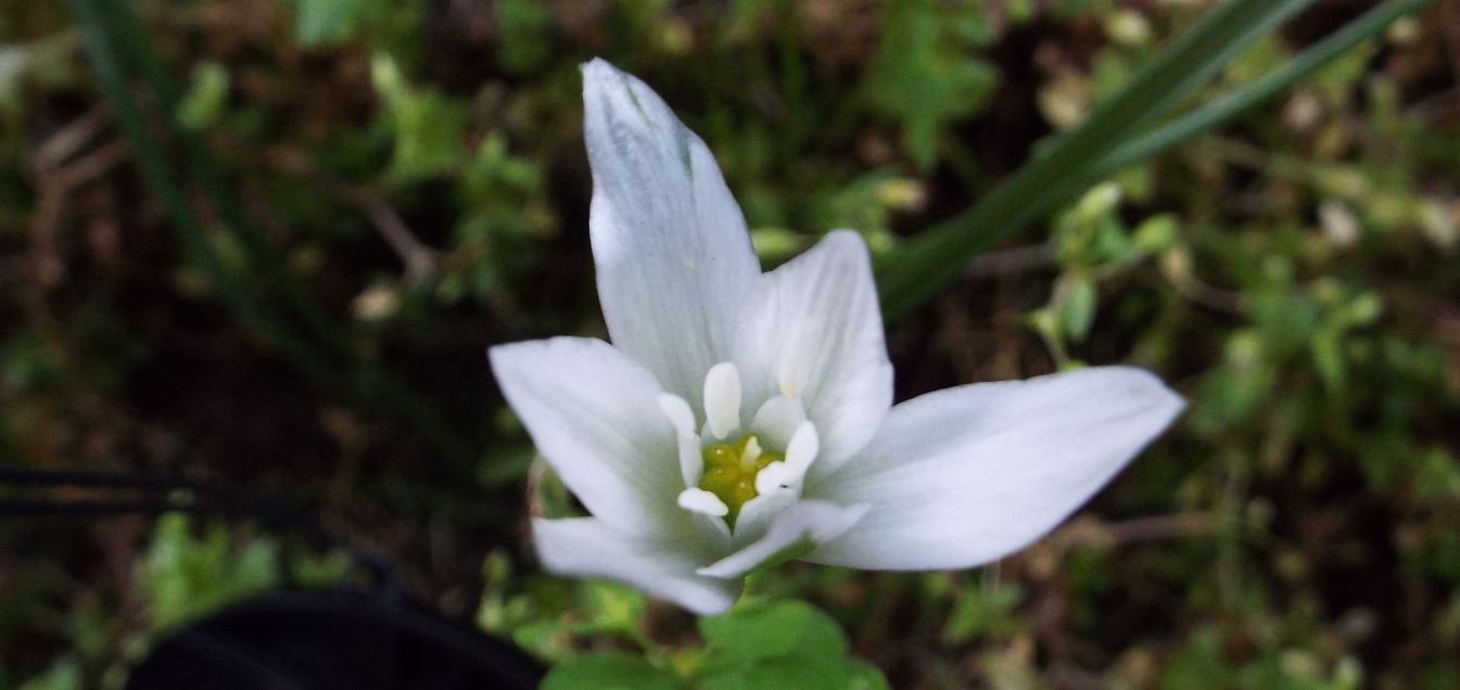 Sul balcone (segue):  era un Ornithogalum!