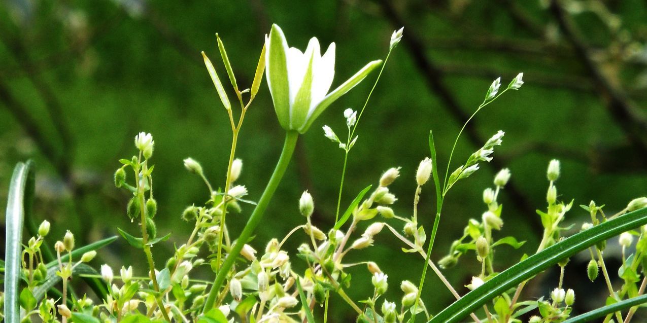 Sul balcone (segue):  era un Ornithogalum!