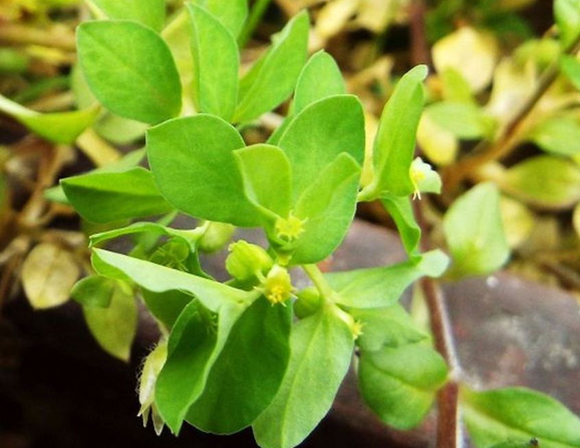 Quale Euphorbia?  Euphorbia peplus