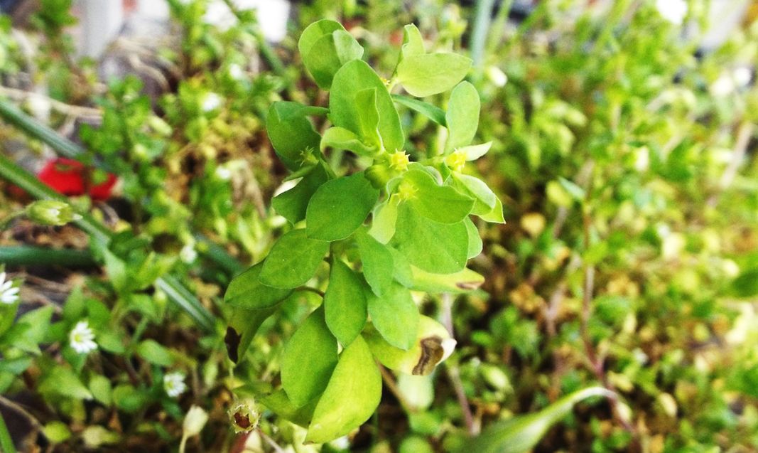 Quale Euphorbia?  Euphorbia peplus