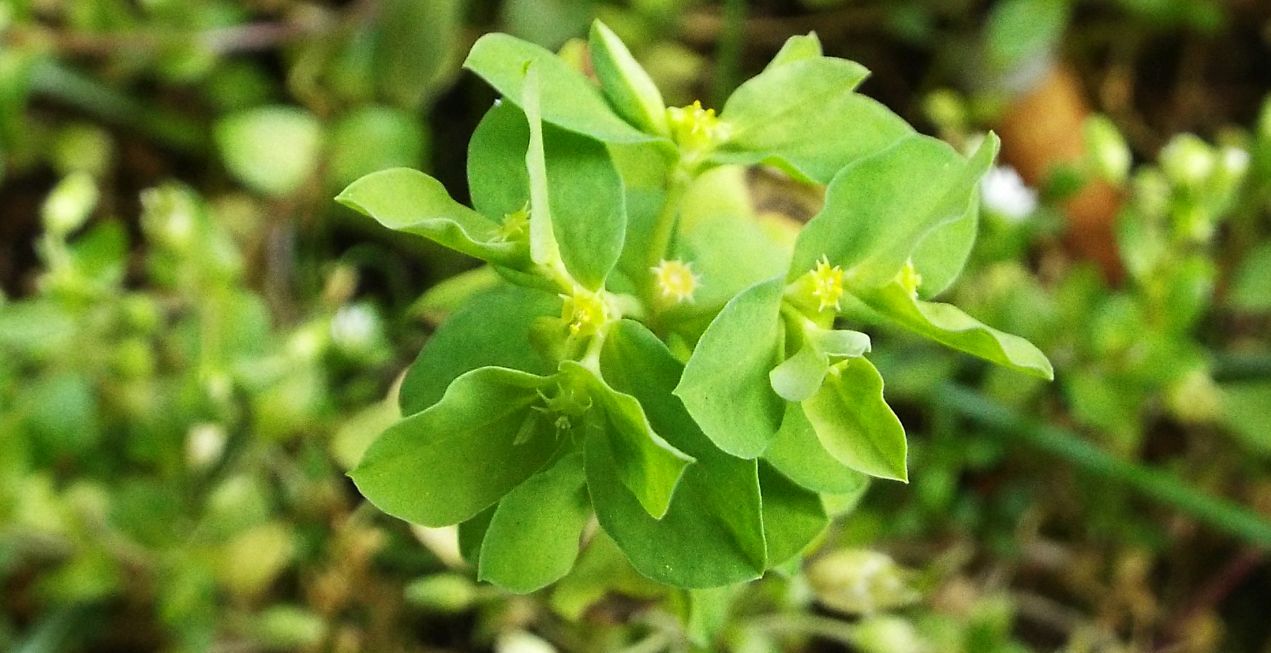 Quale Euphorbia?  Euphorbia peplus