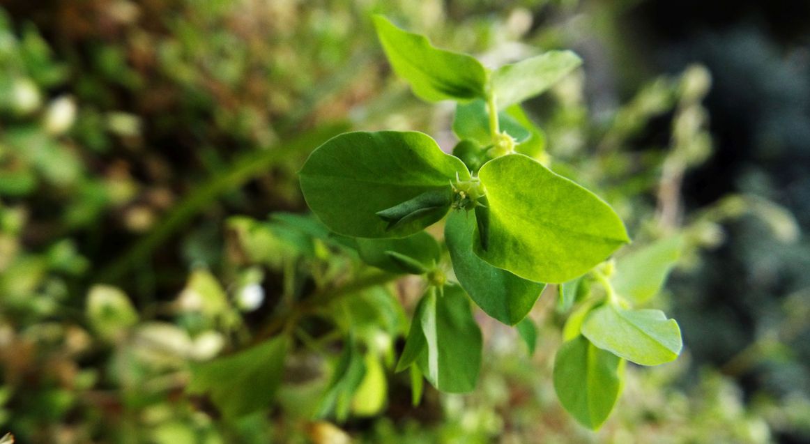 Quale Euphorbia?  Euphorbia peplus