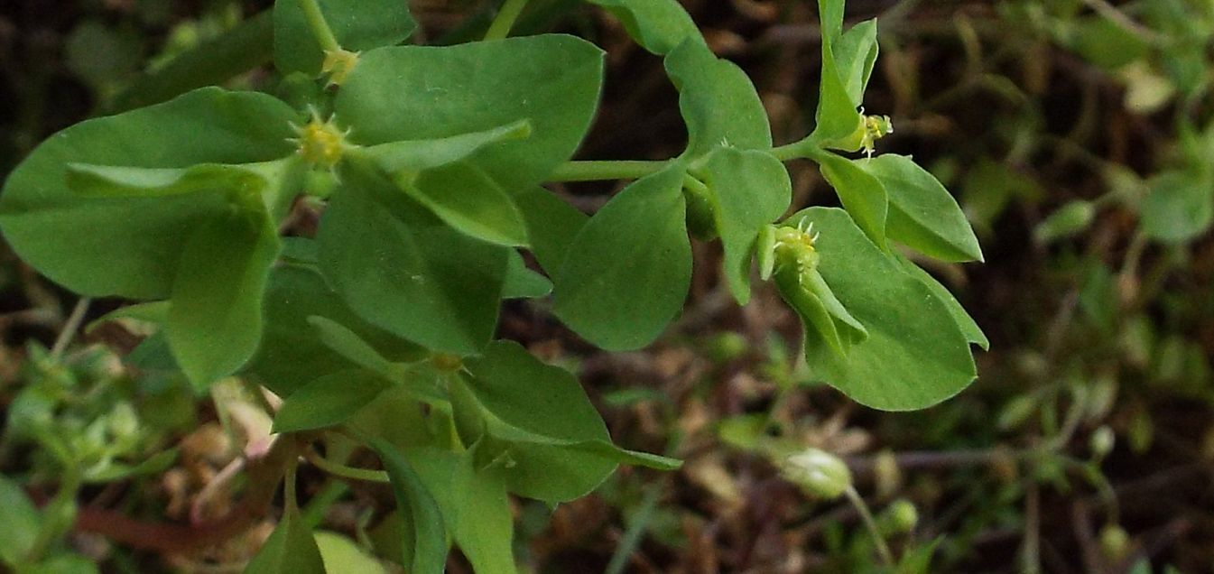 Quale Euphorbia?  Euphorbia peplus