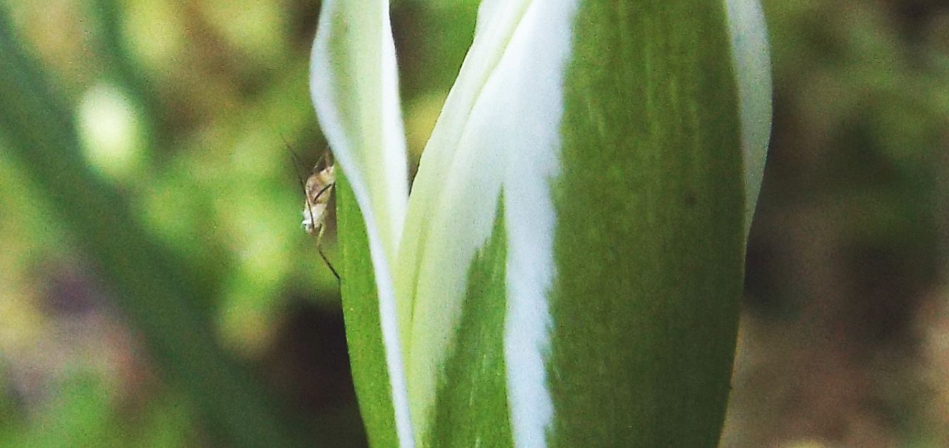 Cos''  ?   Exuvia di Afididae