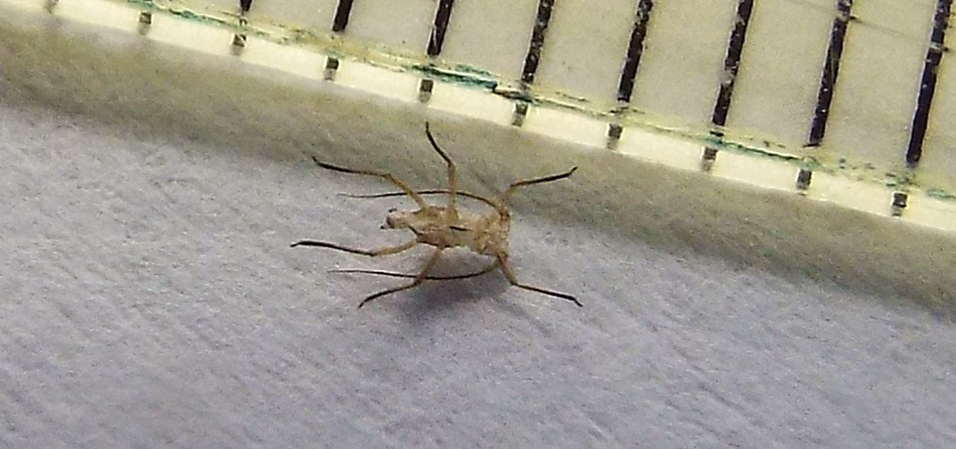 Cos''  ?   Exuvia di Afididae