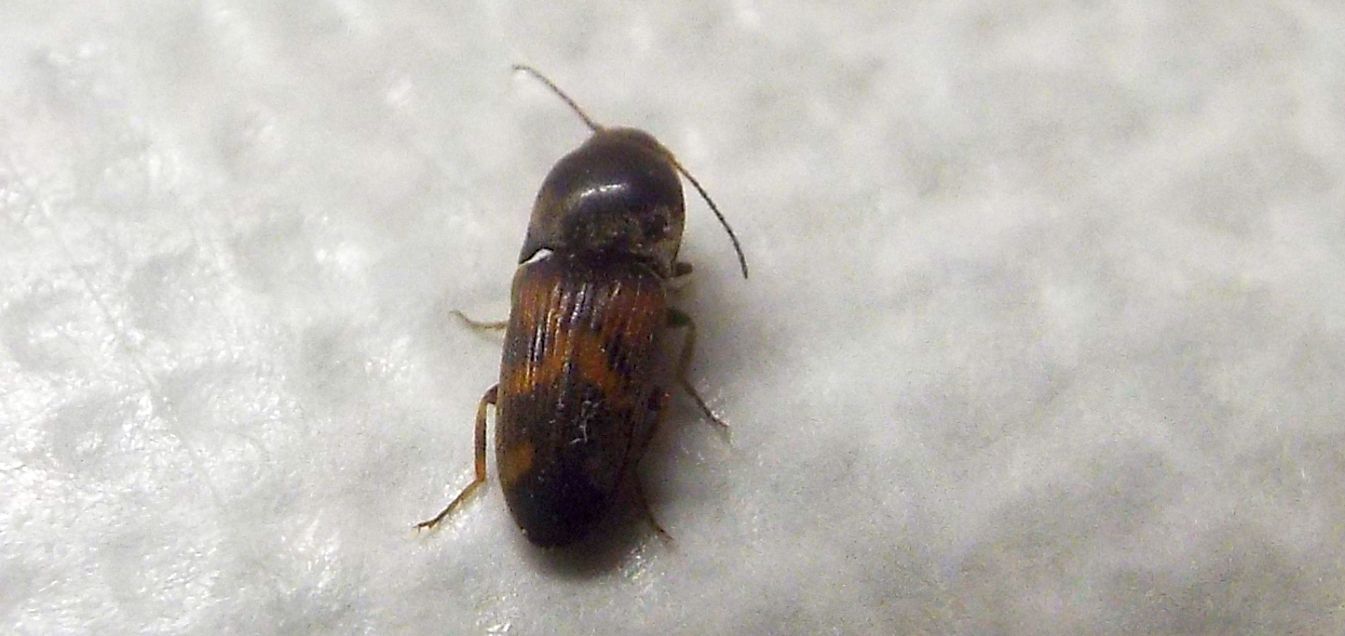 Elateridae:  Drasterius bimaculatus