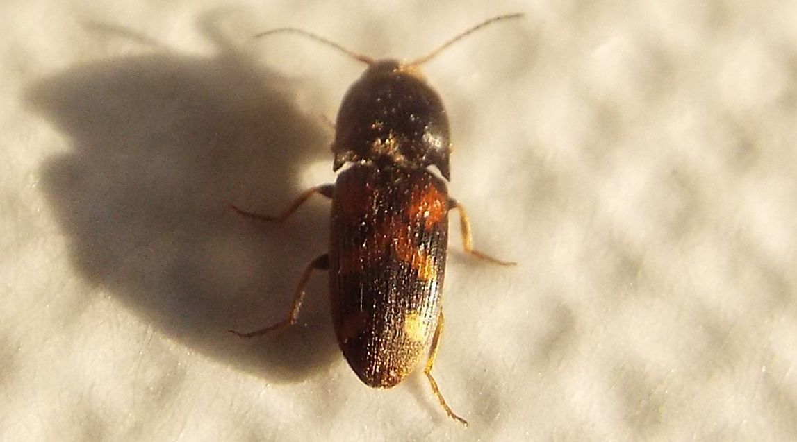 Elateridae:  Drasterius bimaculatus